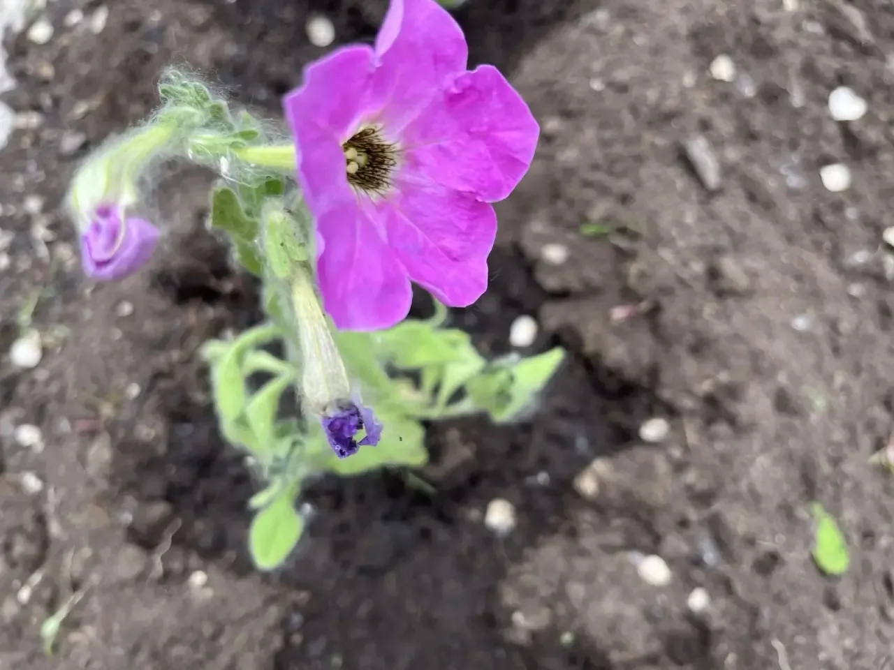 Преображаем школу вместе!🌸
Наши замечательные ребята из трудового отряда c педагогами  снова в деле