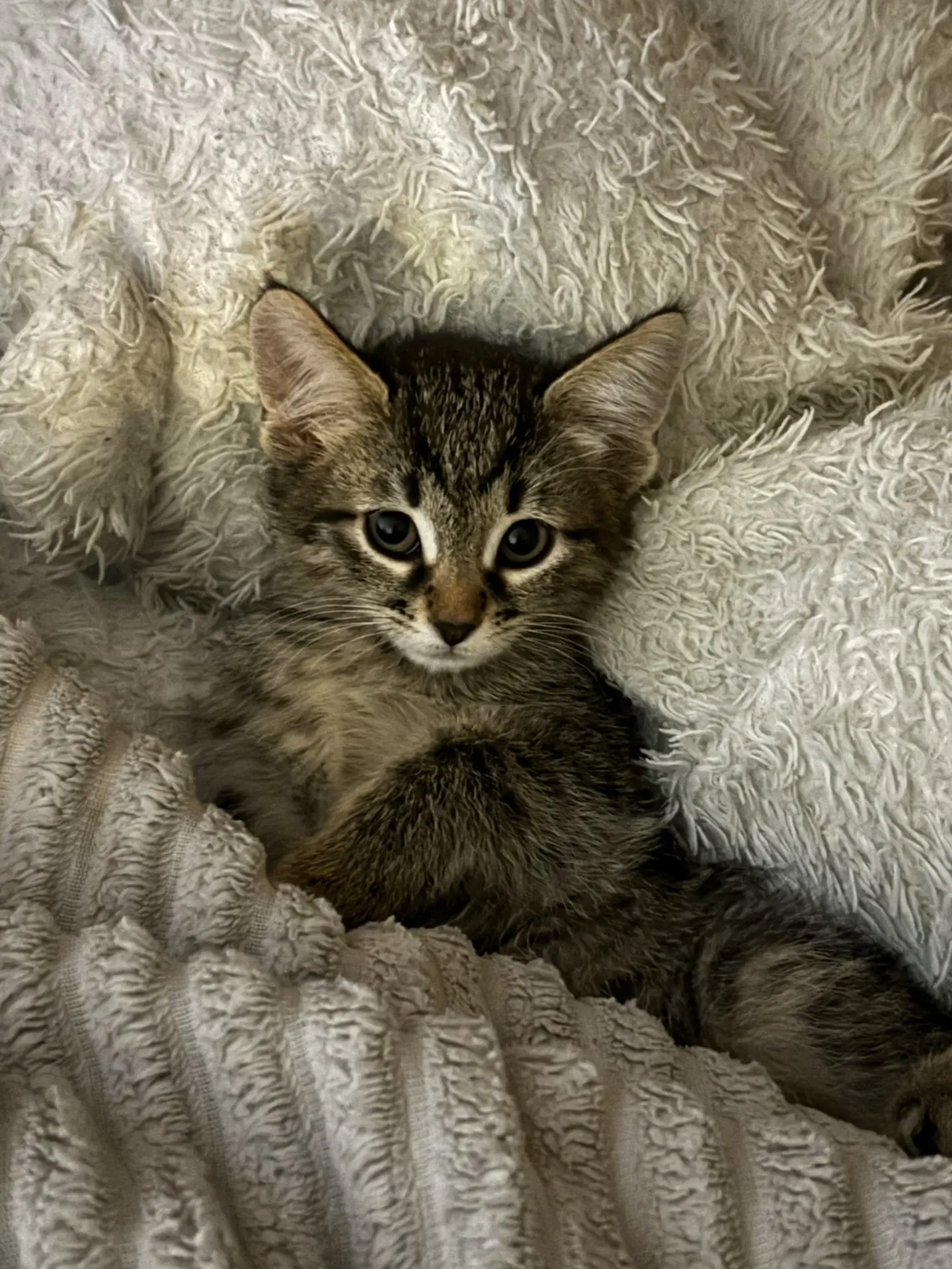 Кошечка ищет дом