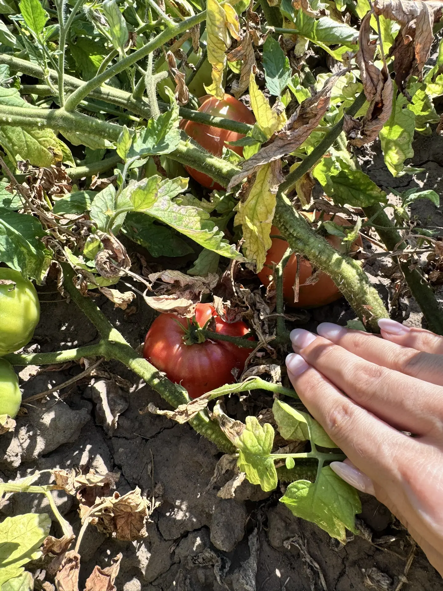 Сегодня моя очередь собирать урожай — вон, сколько помидоров поспело🤤

А ещё сегодня заметила, како