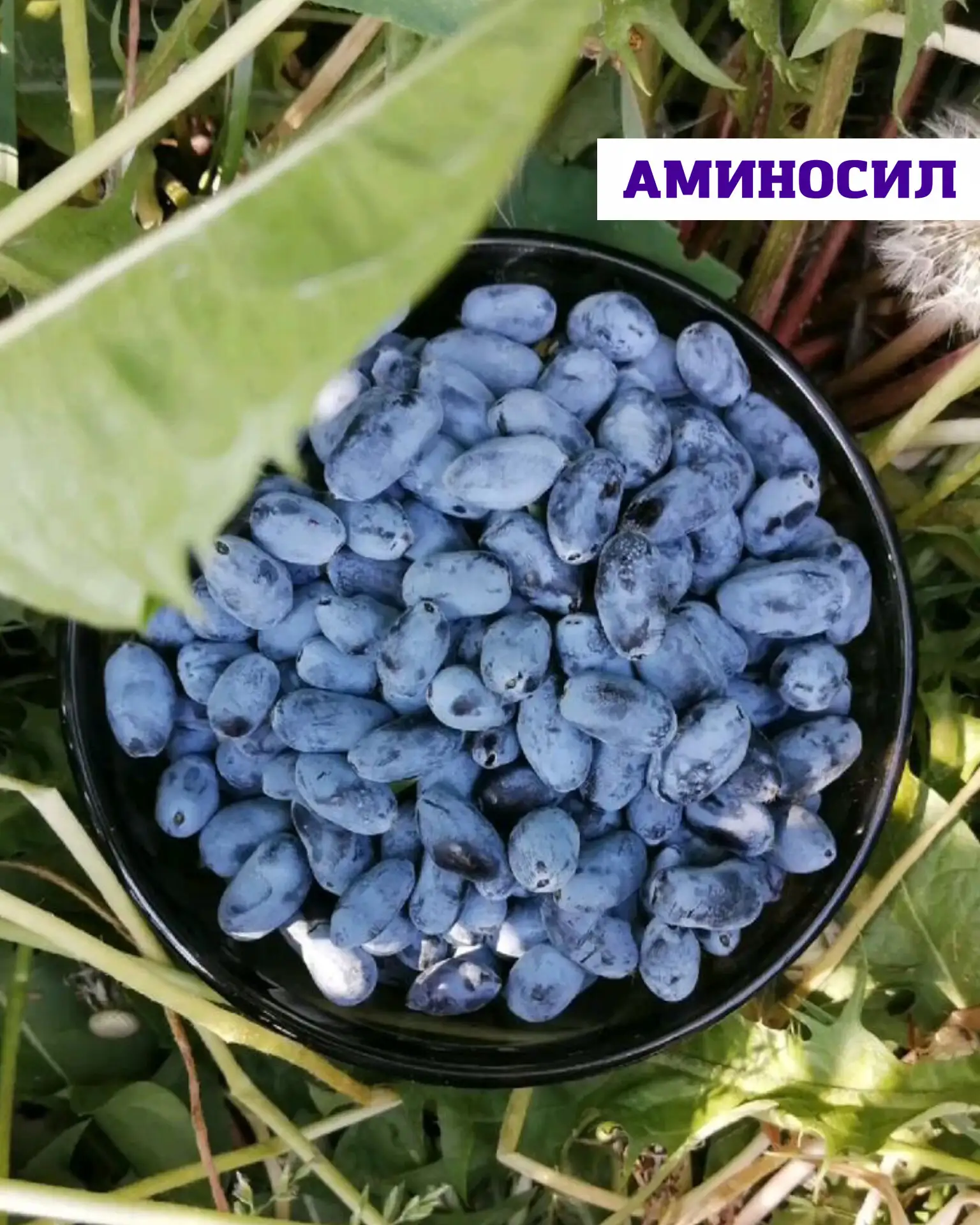🫐Жимолость — это неприхотливая, вкусная и очень полезная ягода.   Она хорошо подходит для большинств