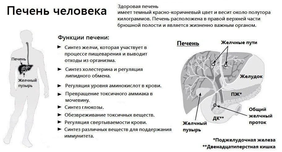 Строение печени