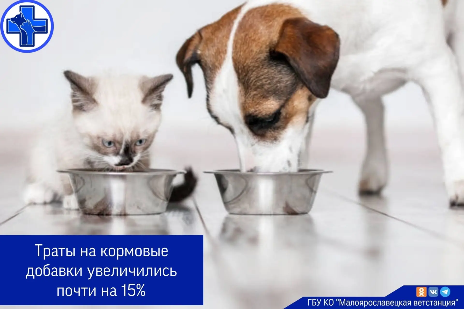 Российский рынок кормовых добавок для кошек и собак продолжает расти на фоне увеличения...