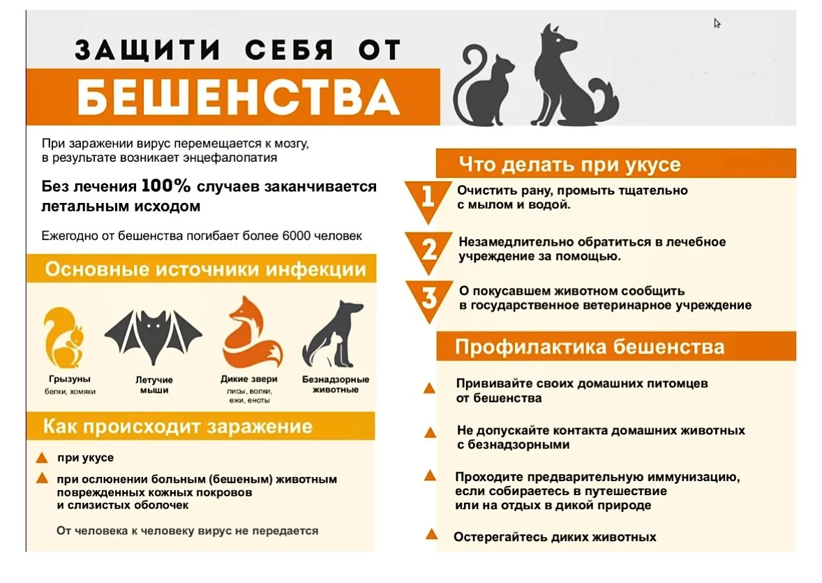 ❗️ПАМЯТКА:
❓ЧТО ДЕЛАТЬ ПРИ ВСТРЕЧЕ С ЛИСИЦАМИ
В НАСЕЛЕННОМ ПУНКТЕ?
 
1️⃣ При встрече с лисой, не сле