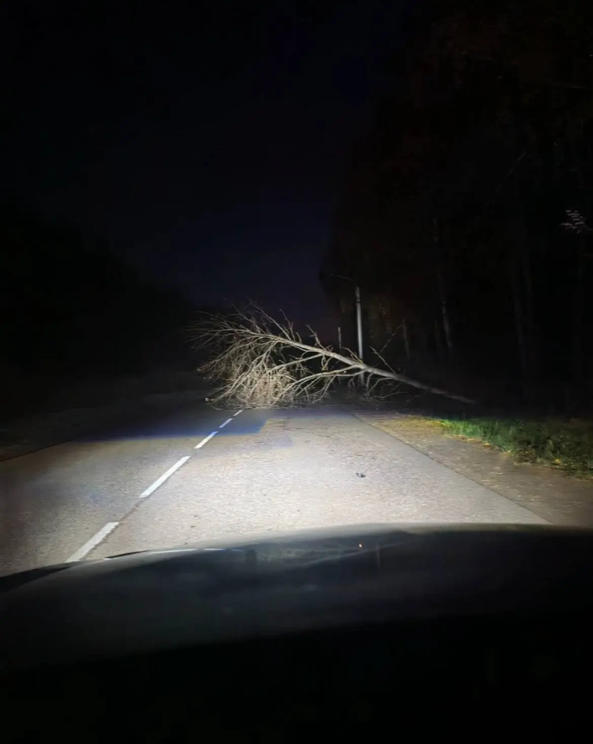 Рядом с переездом на Свистухе висит дерево на проводах ⚡️