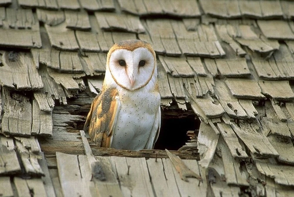 Эт не я проломила крышу, чесна!!) Так и было!

Совушки🦉