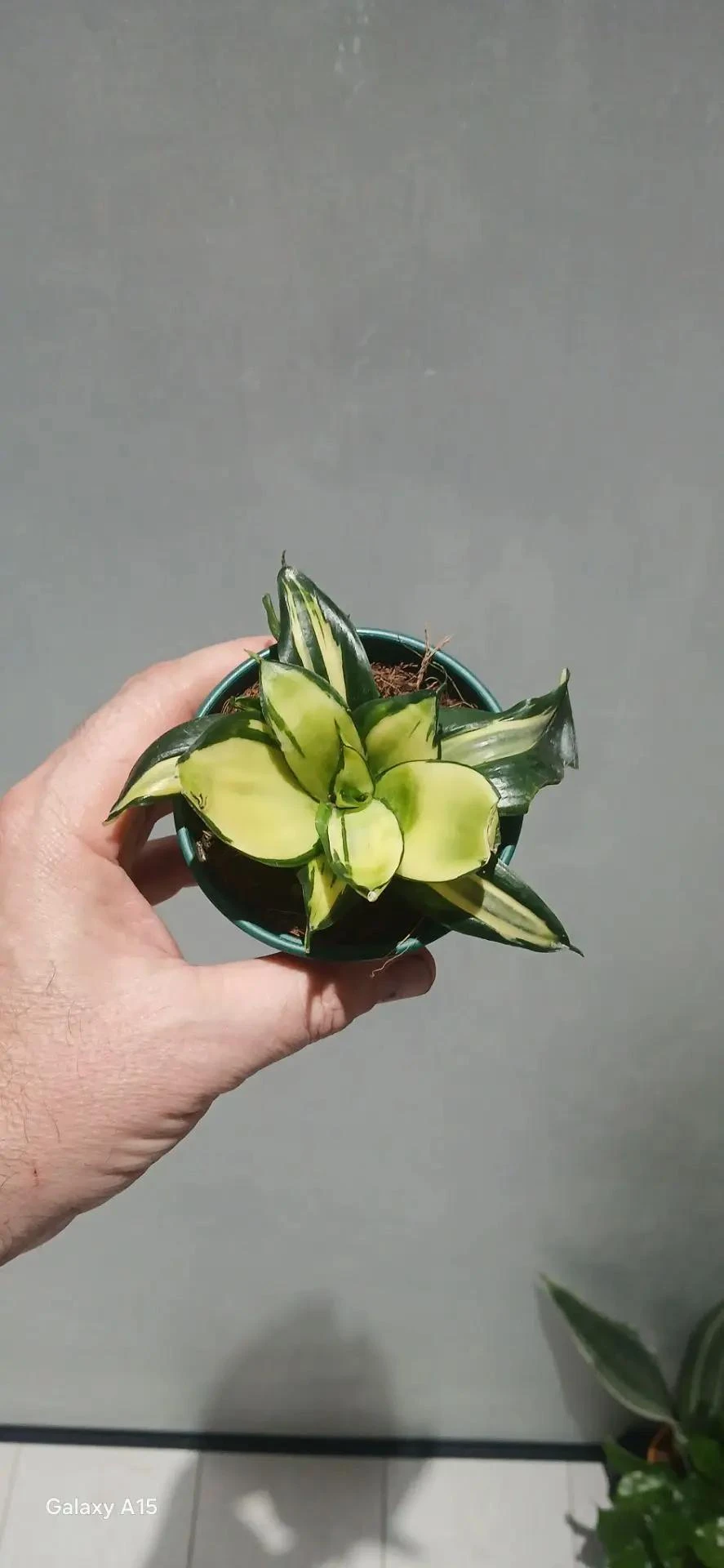 Сансевиерия Солид Голд (Sansevieria 'Solid Gold') — эффектный сорт с широкими листьями,...