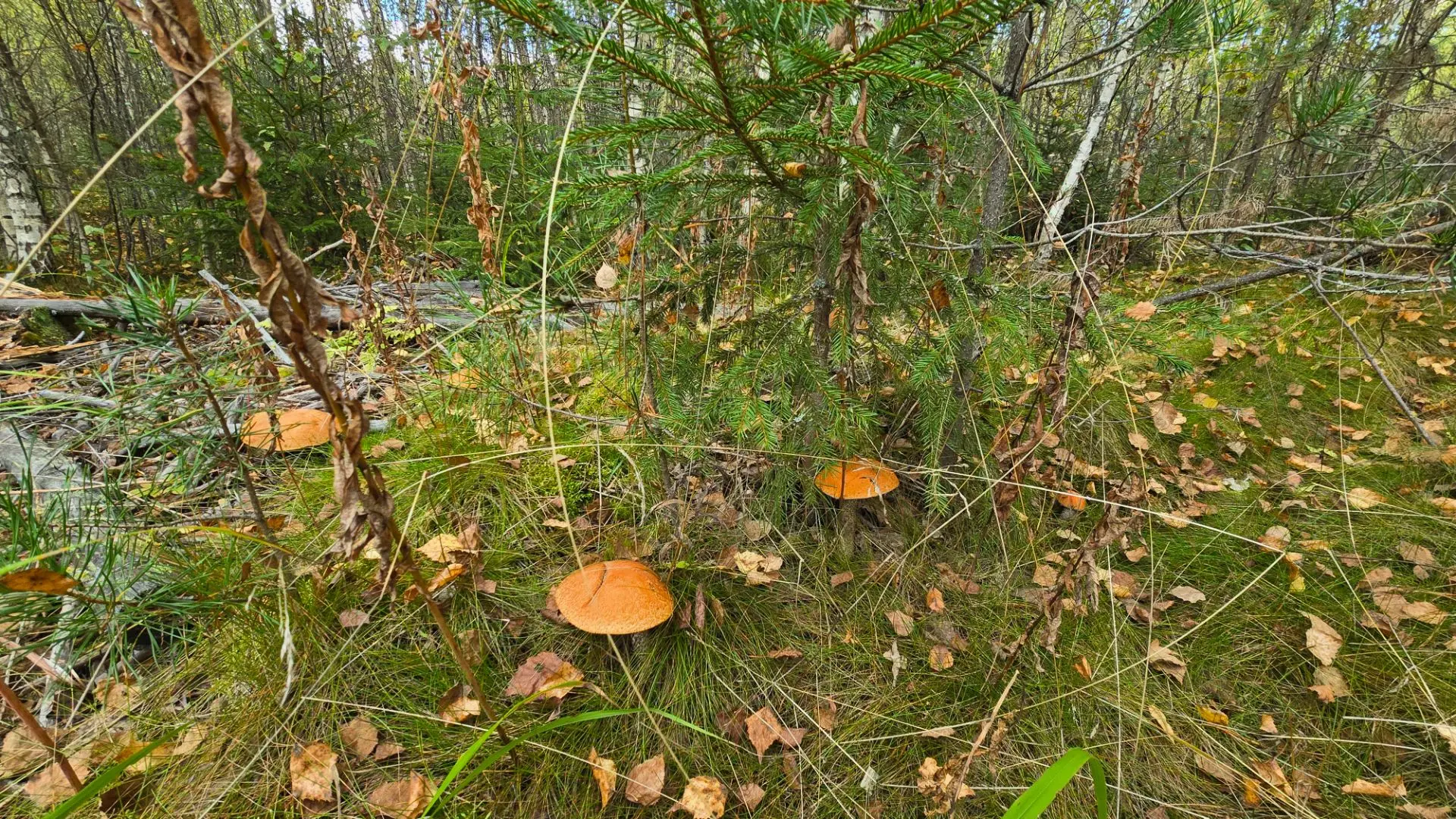 🍄Грибы пошли в Выборгском районе!
