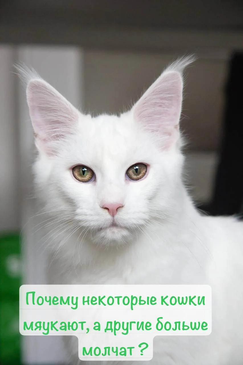 Говорун или молчун ?