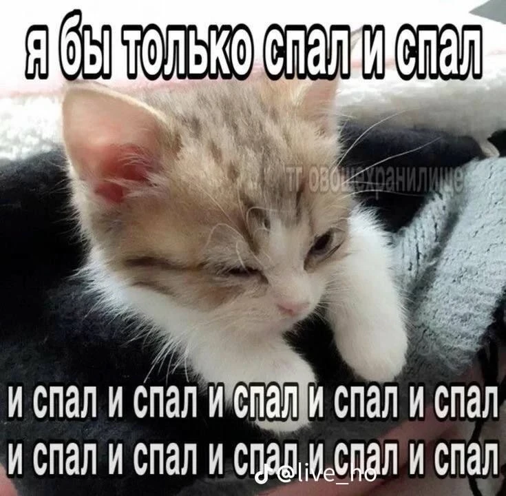 Девчачьи мемы 👑