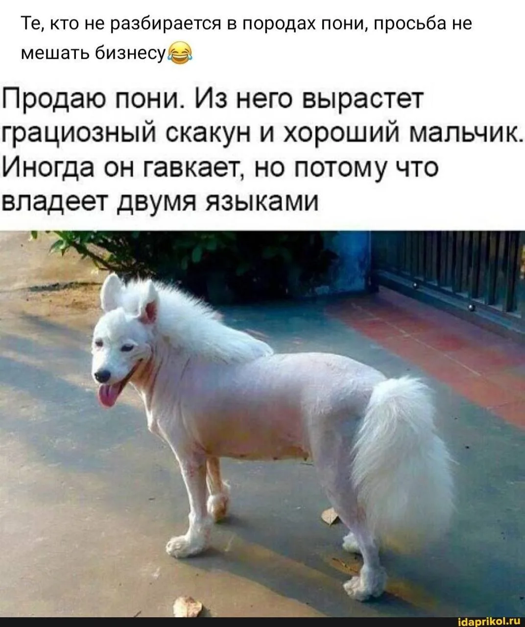 МемоБосс