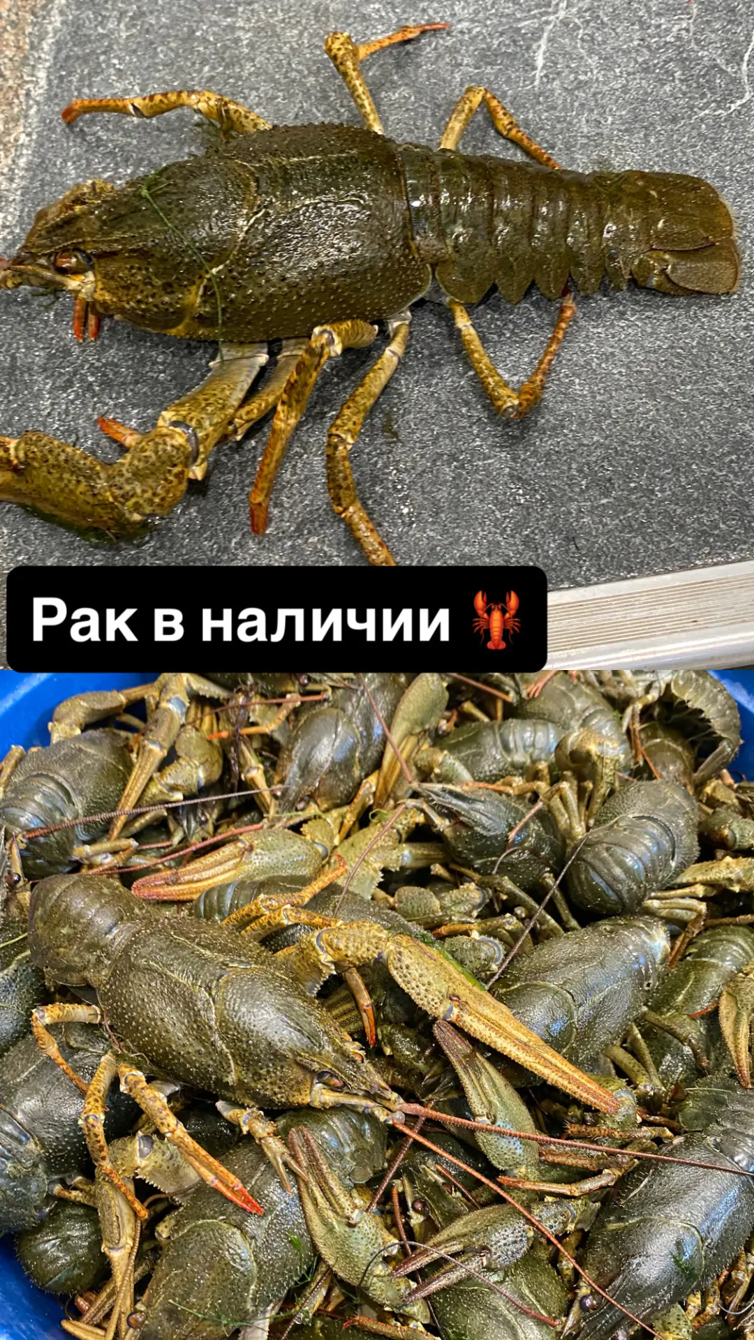 Продается  1600р.кг