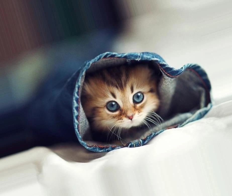 Котёнок