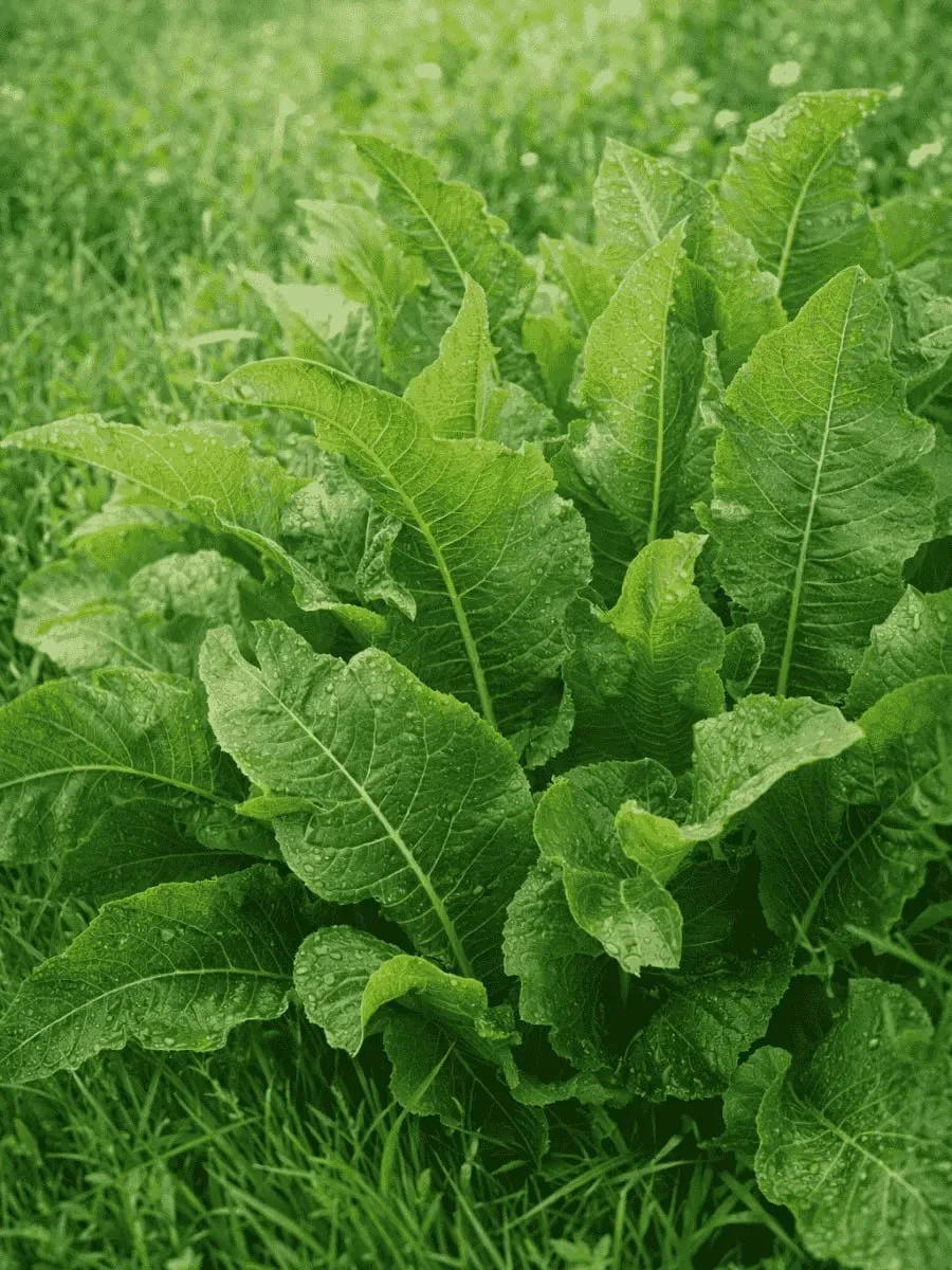 Польза хрена на огороде 🌿

Хрен — не только приправа, но и помощник в саду!

1. Защита от болезней 