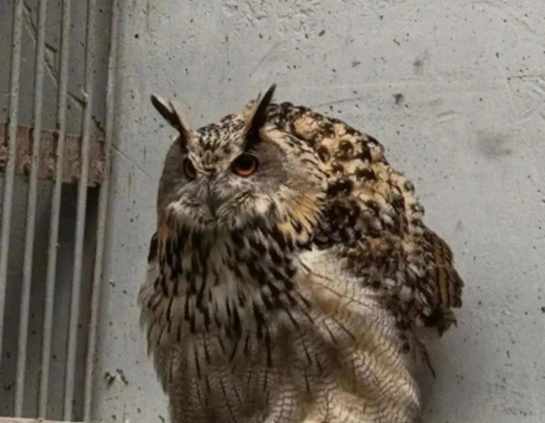 🦉В Воронежский зоопарк имени Попова передали редкого филина. Разрешение на передачу кр...