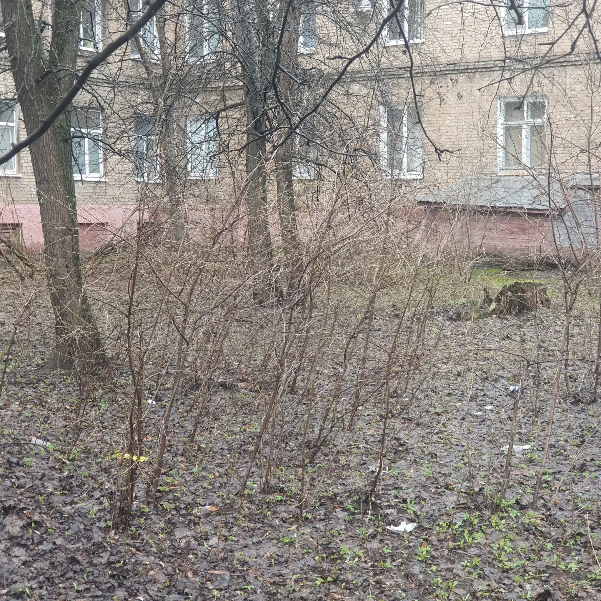 Электросталь, Первомайская д. 24, необходима помощь.  Зелёная зона за домом № 24 по Первомайской нуж