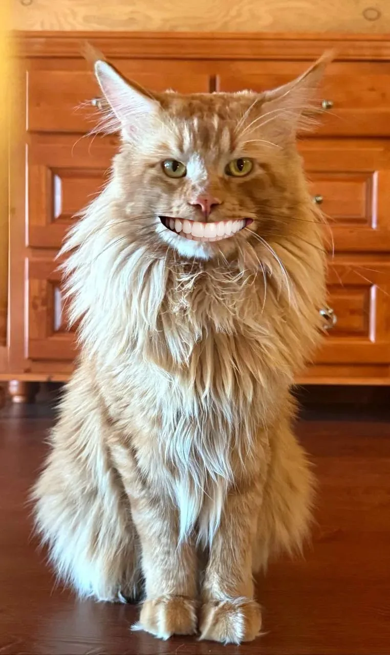 Чей кот?😼