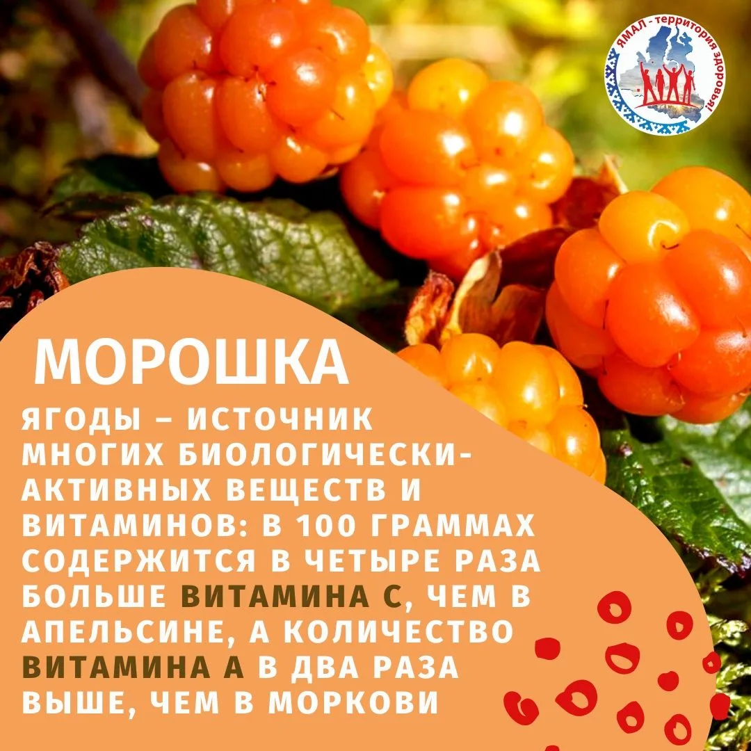 🌞В тундре поспевает морошка. Маленькие яркие солнышки уже светятся в траве, а ямальцы вовсю делятся