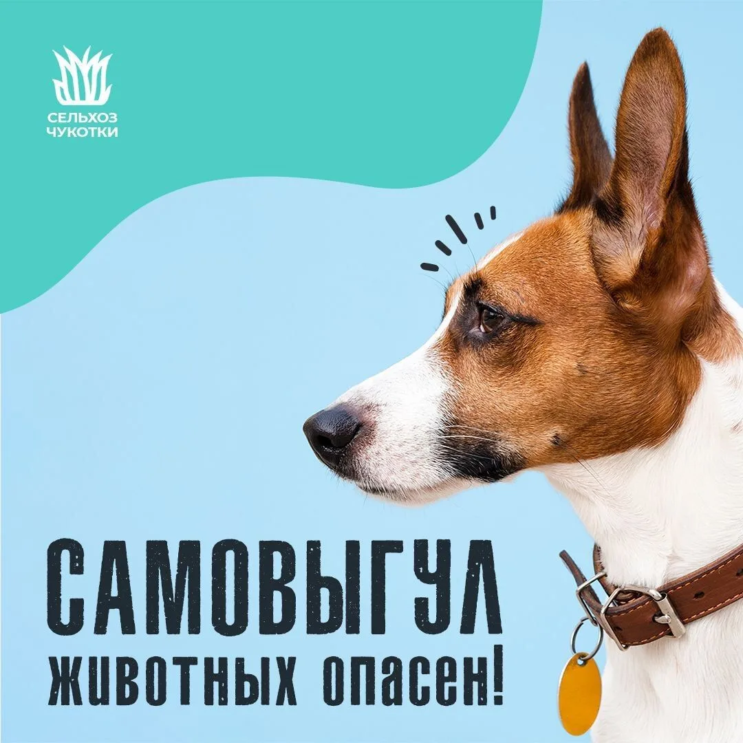 📢 Хотим напомнить о важности ответственного поведения владельцев домашних питомцев.
 
Что следует п