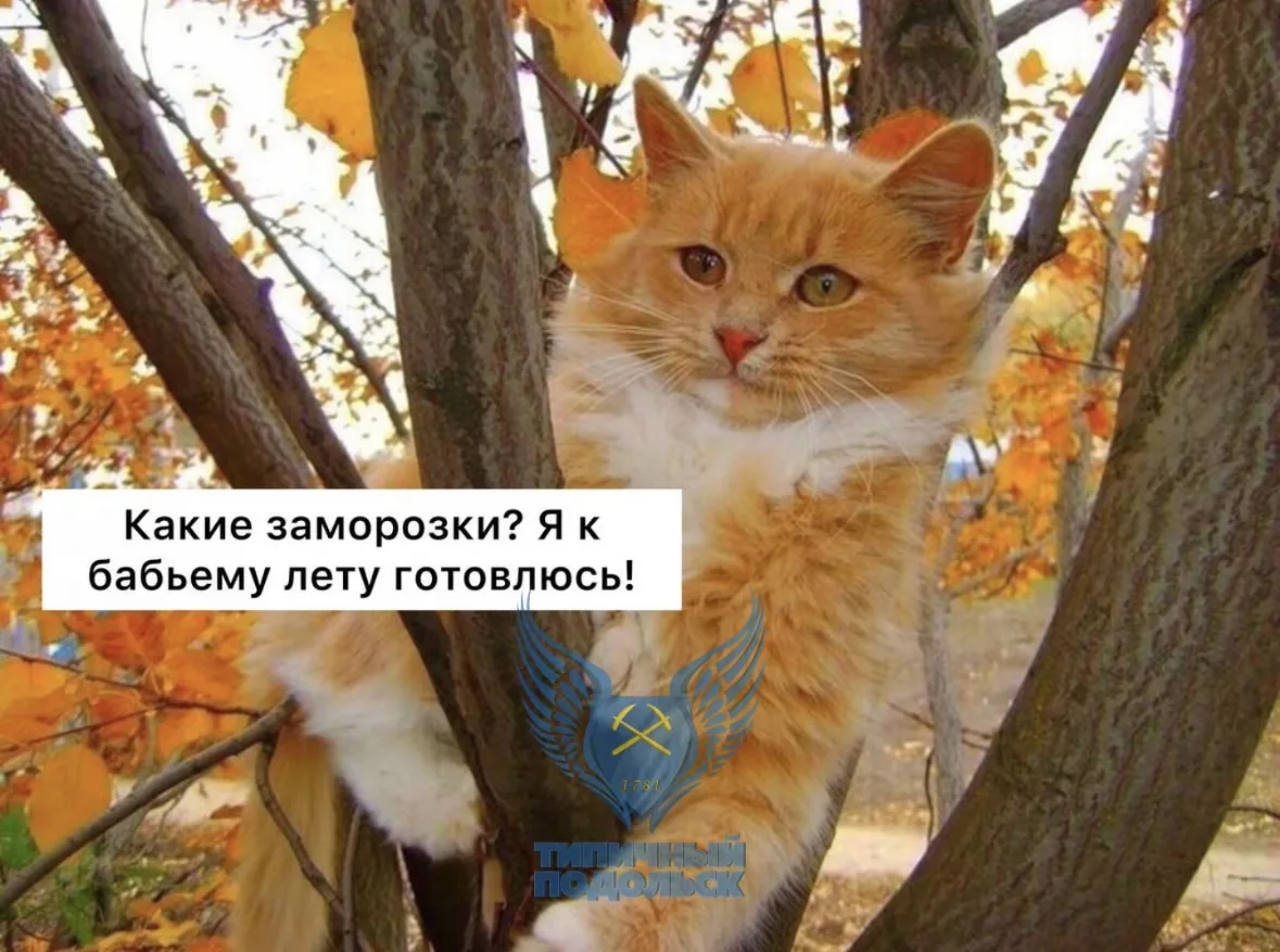 😨 Первые заморозки могут прийти в Подольск уже в начале сентября