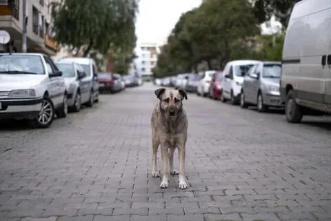 В Саратовской области утвердили план отлова бездомных собак на 2027 год. Начальник упра...