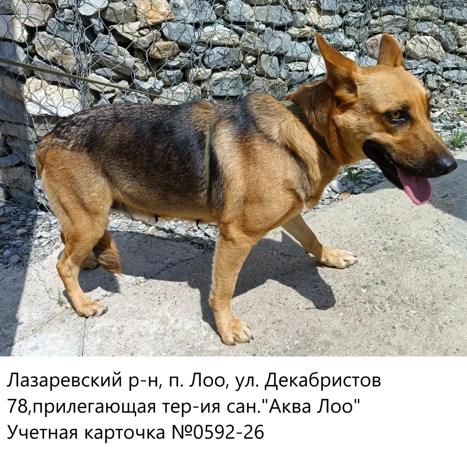 11.08.2026 был отлов собаки по адресу: