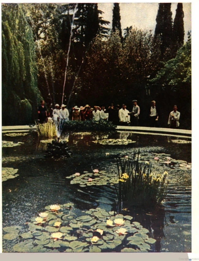 Фоторепортаж из Никитского сада в журнале «Огонёк», 1950 г., август, № 34.  🤓 Никитский ботанический