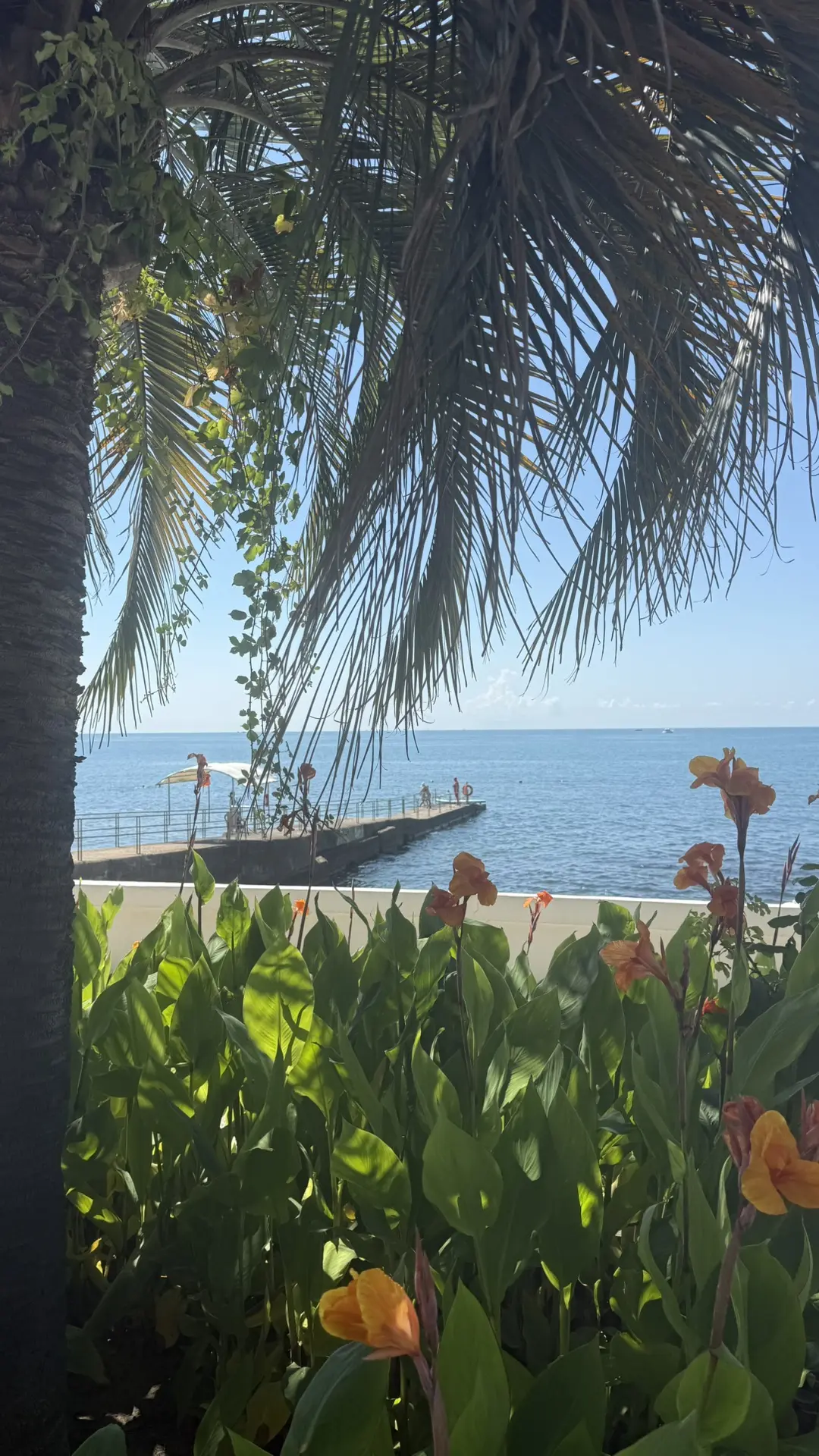 ☀️🌊🌴