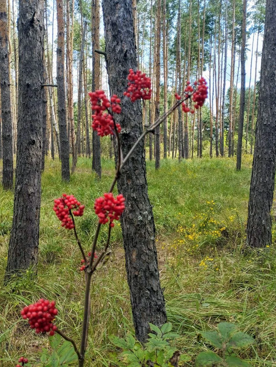 Рубрика "Природа"