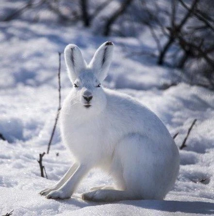 Зайка