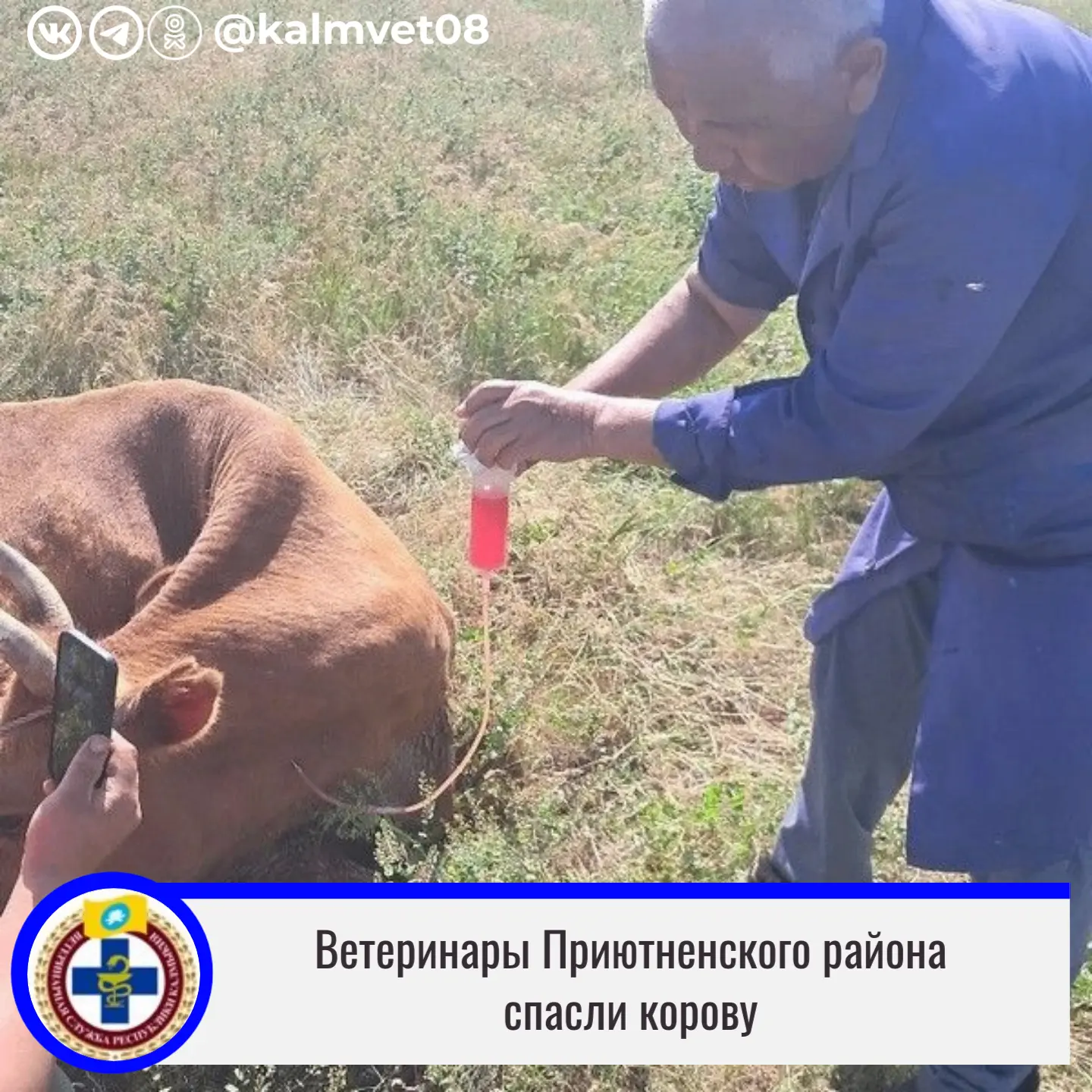 В Приютненском районе Калмыкии оказали помощь корове с задержкой последа.