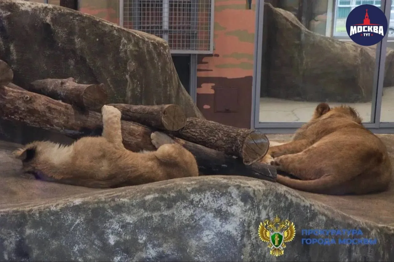 🦁Суд в Москве спасли трех львят, которые «работали» реквизитом для фотосессий