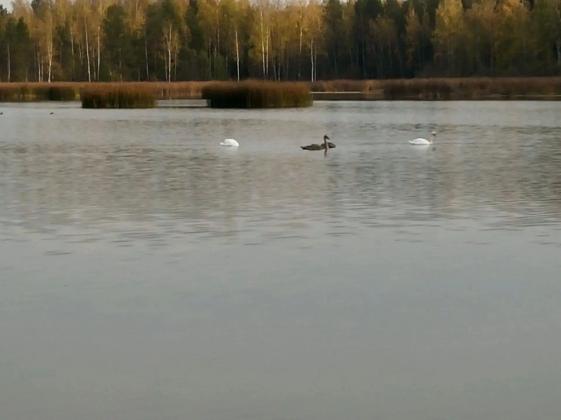 Лебеди в Мирном на пруду 🦢