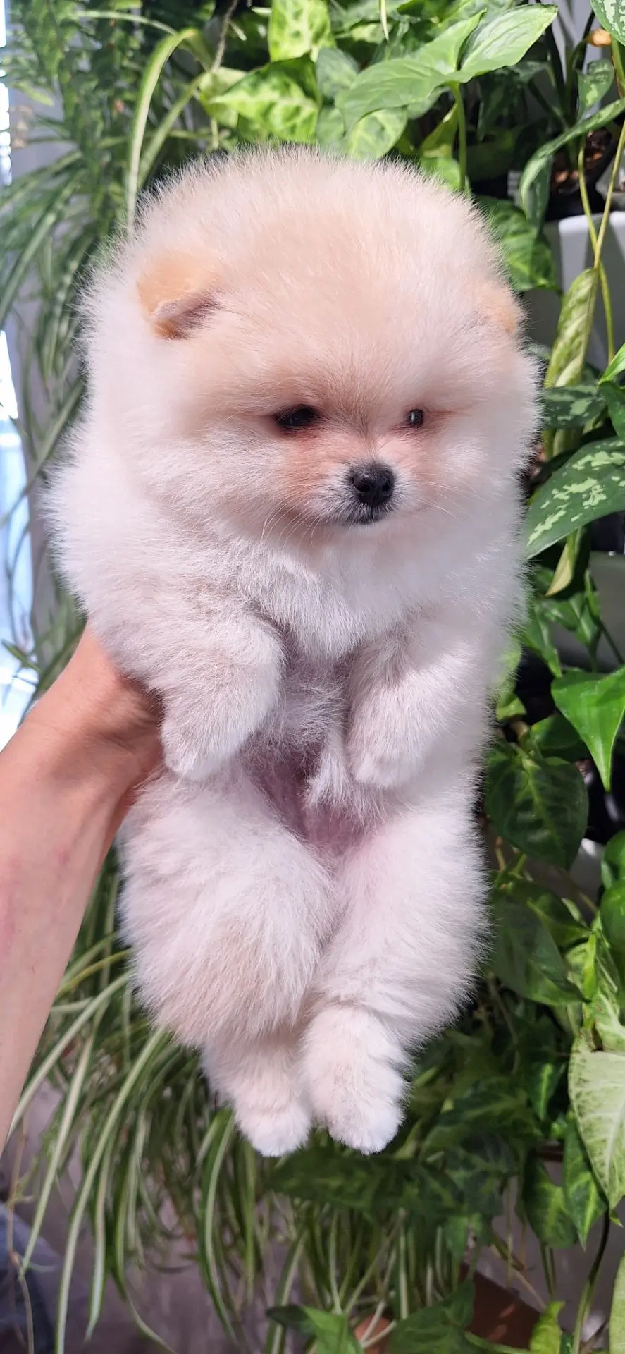 Малыш Умка прошёл свой первый груминг достойно 😍