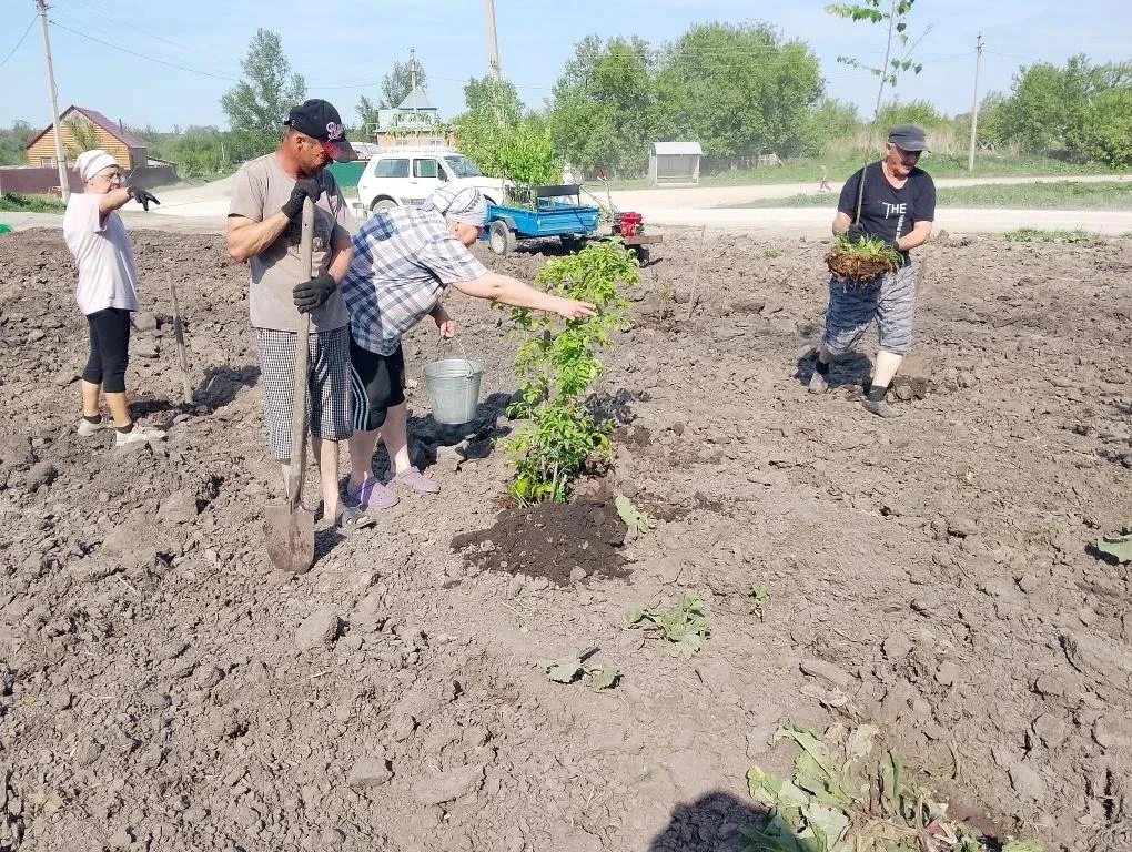 🌳 Саженцы  у "Подорожника" высадили легостаевцы
