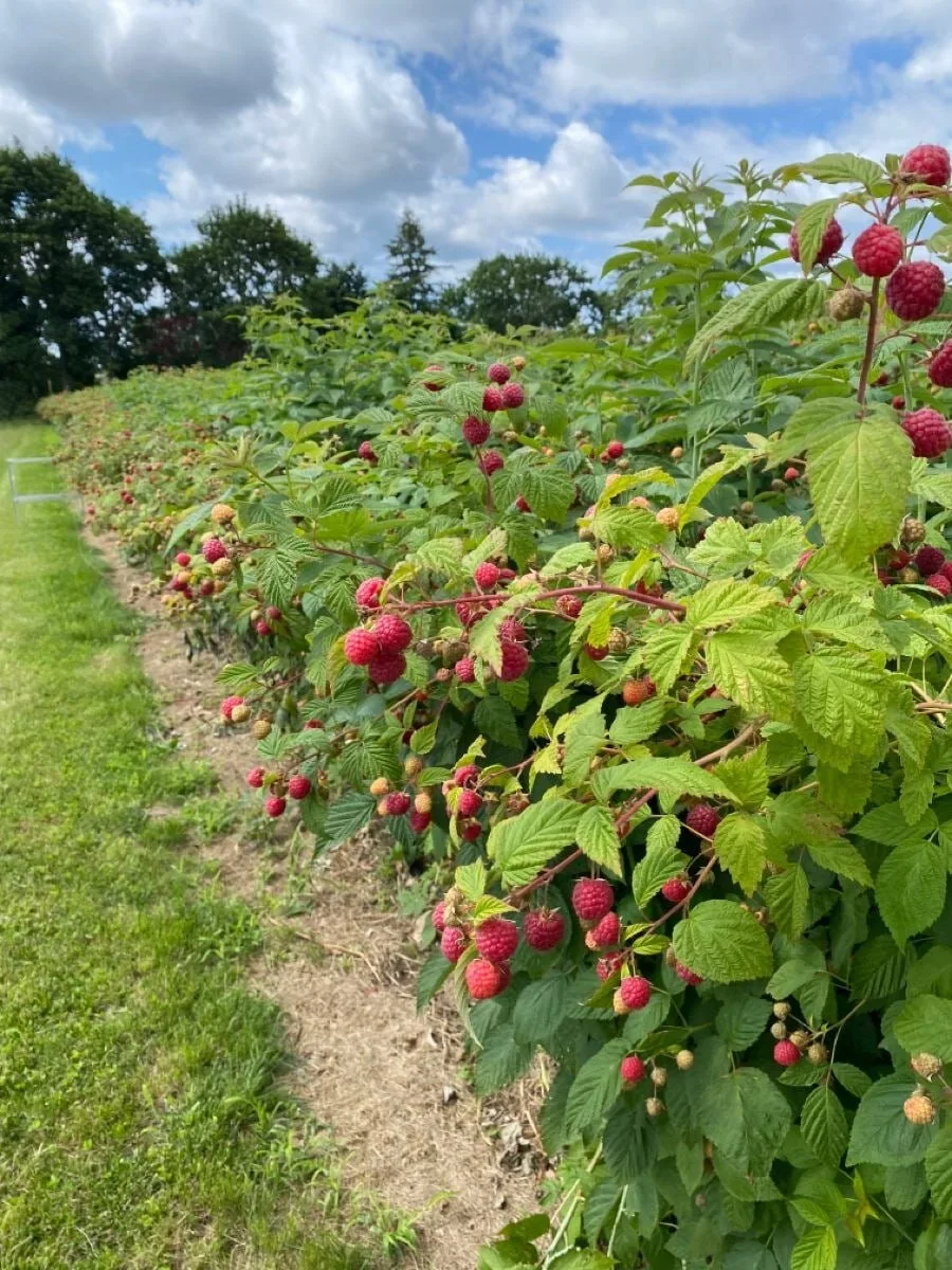 Чем мульчировать малину осенью 🍓🤔
