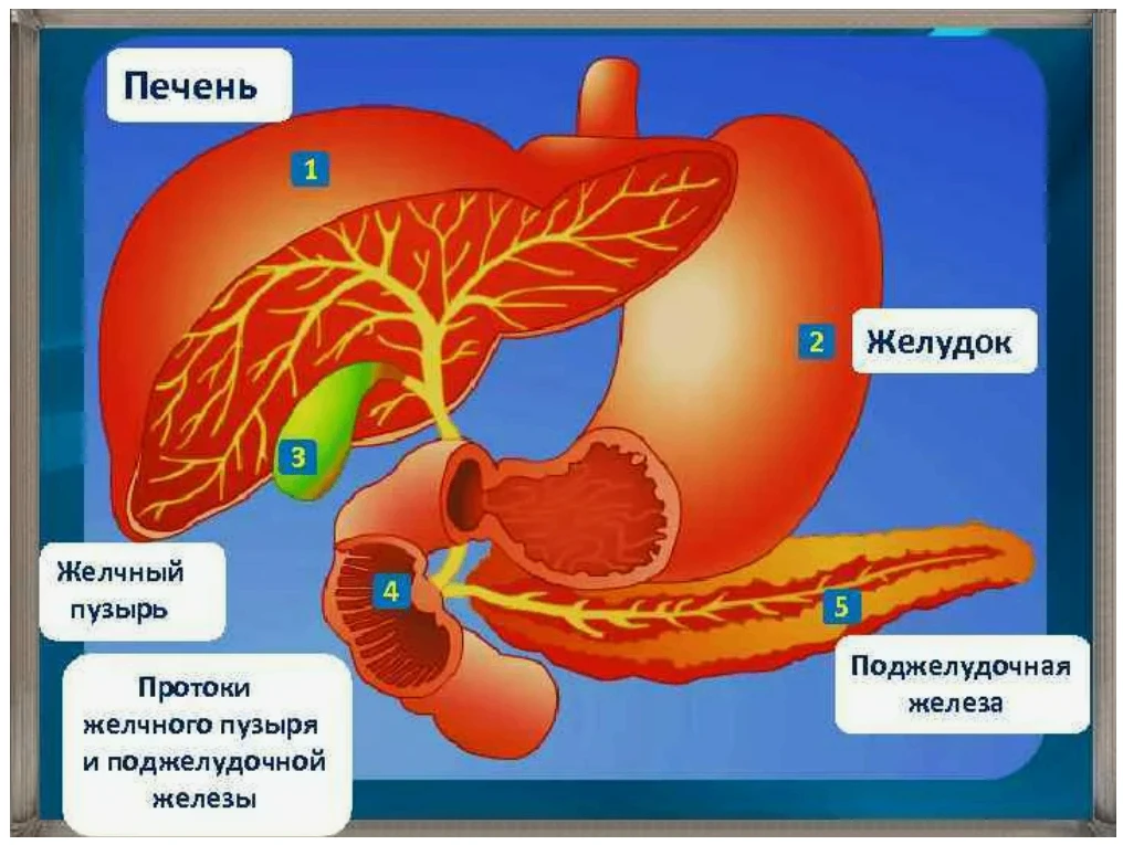 Про взаимосвязь  органов ЖКТ.