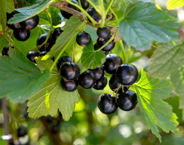 🍇 ЧТОБЫ СМОРОДИНА БЫЛА С КУЛАК И СЛАДКАЯ: Кормим кусты в период налива ягод

Сейчас на смородиновых