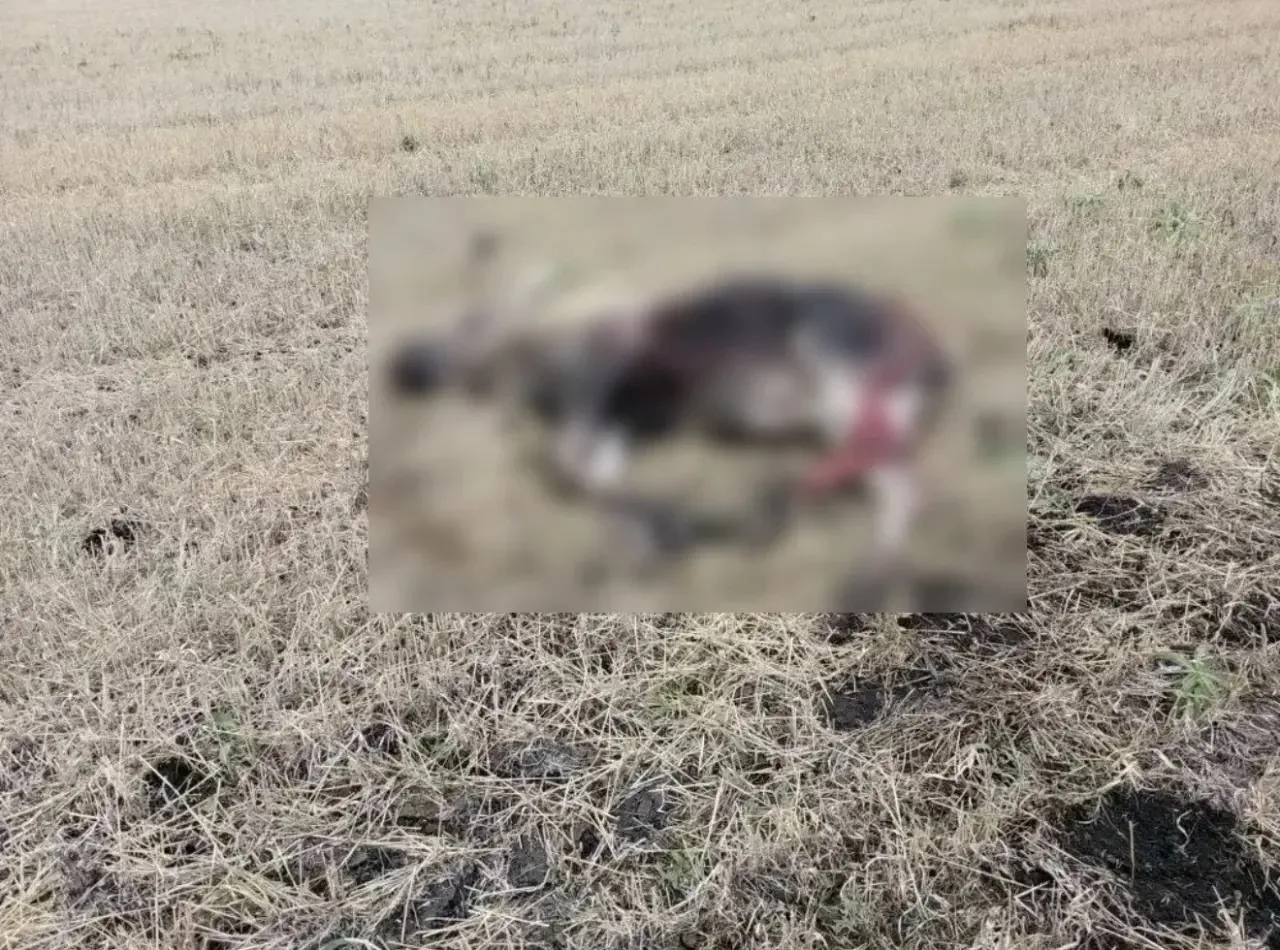 В Омской области суд вынес приговор двум местным жителям за незаконную добычу лося.