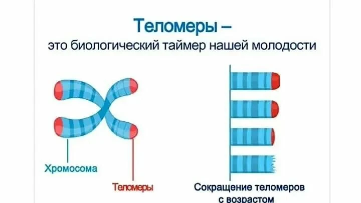 "Укорочение теломеров - признак износа организма"