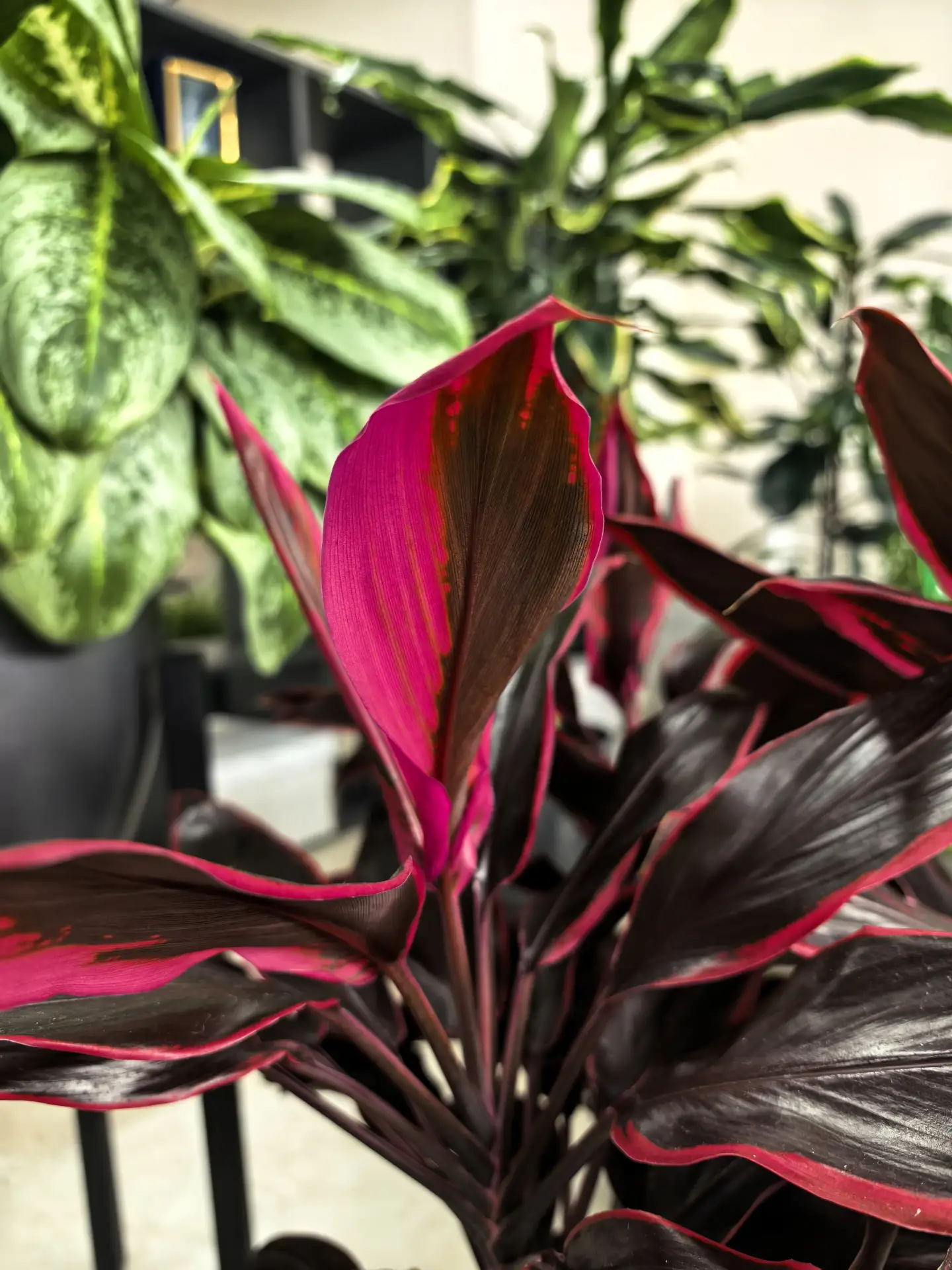 Кордилина фрутикоза «Мамбо» (Cordyline fruticosa 'Mambo')! 
Это декоративно-лиственное растение. Его