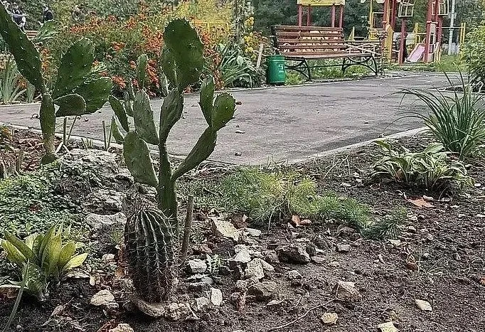 🌵На Максима Горького в Орле орловцы украсили двор кактусами.