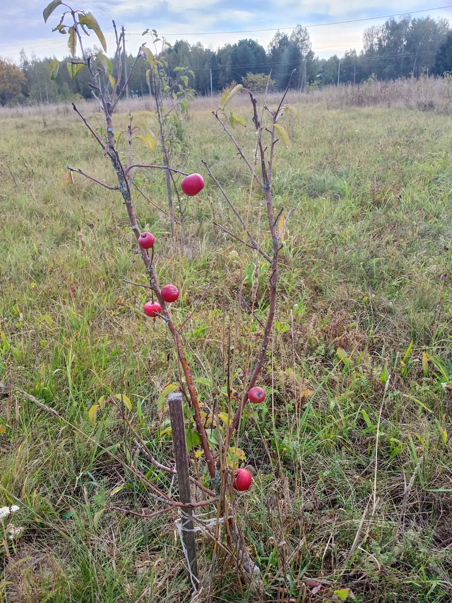 🍏 Яблоневый Сад Памяти дал первые плоды! 🌳