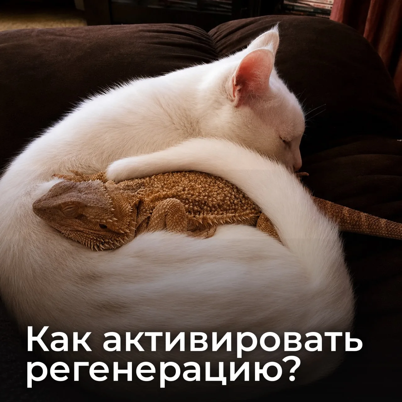 Спящий режим регенерации

У млекопитающих нашли не потерянную, а заблокированную способность к восст