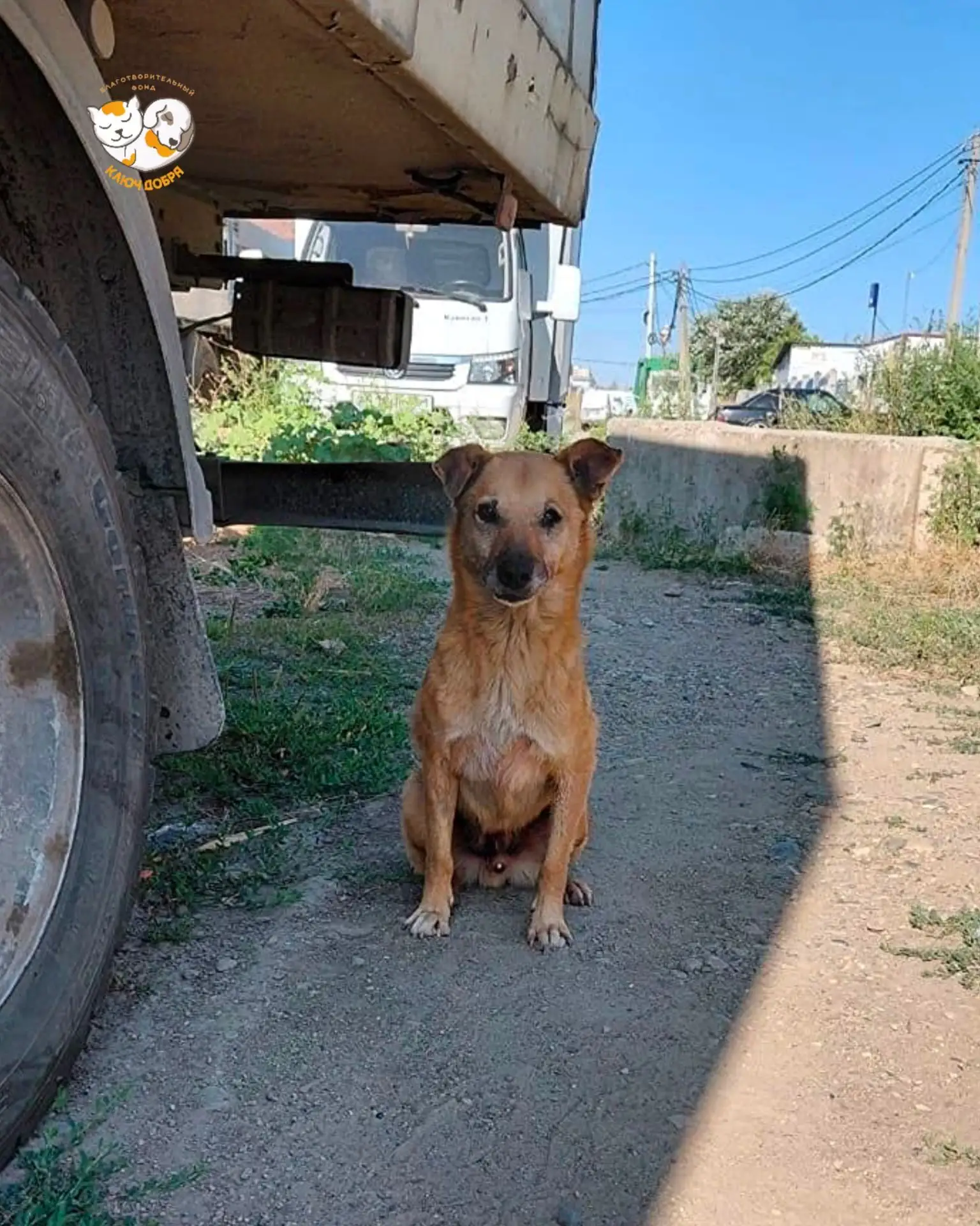 Добрые вести с наших приютских полей.