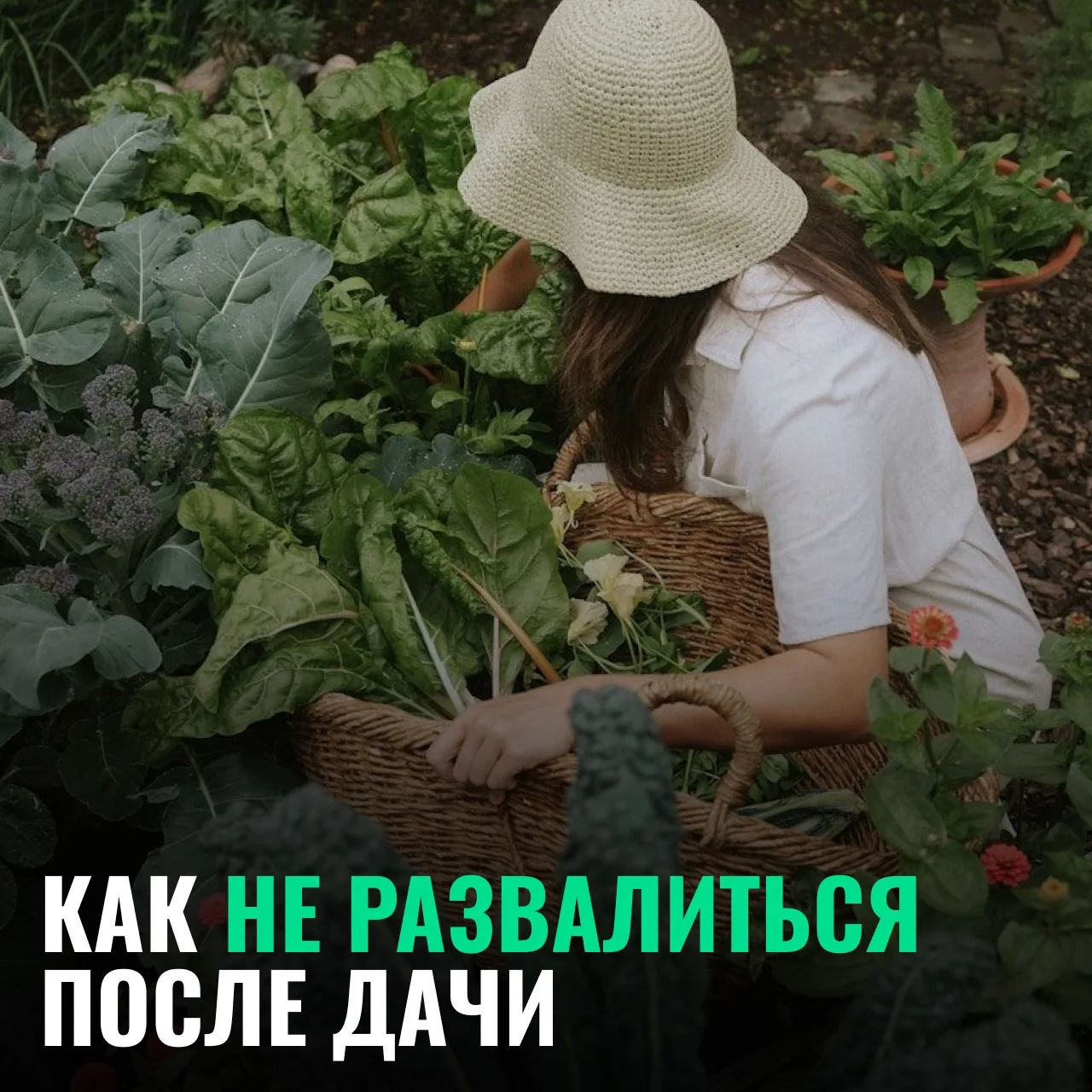 Хорошо, когда хрустят домашние огурчики. Плохо, когда хрустят колени! Если после дачи у...