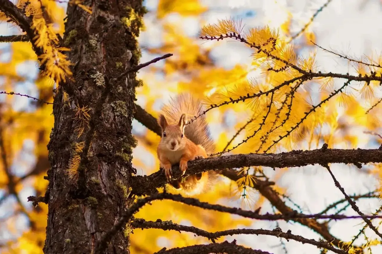 🍂 В Новом Уренгое белочки готовятся к зиме