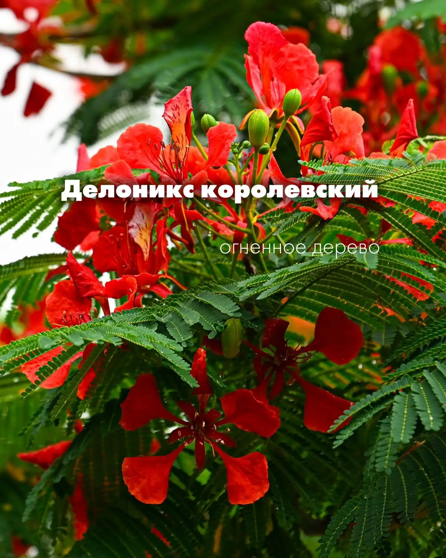 Самая яркая точка лета — цветущий делоникс в Зеркальном лабиринте 🔥

Несколько интересных фактов об