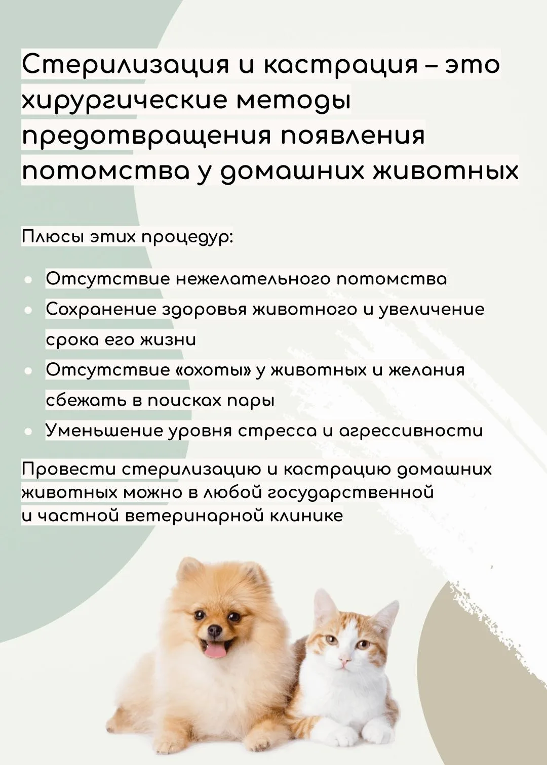 🧐 Почему нужно стерилизовать и кастрировать домашних животных?