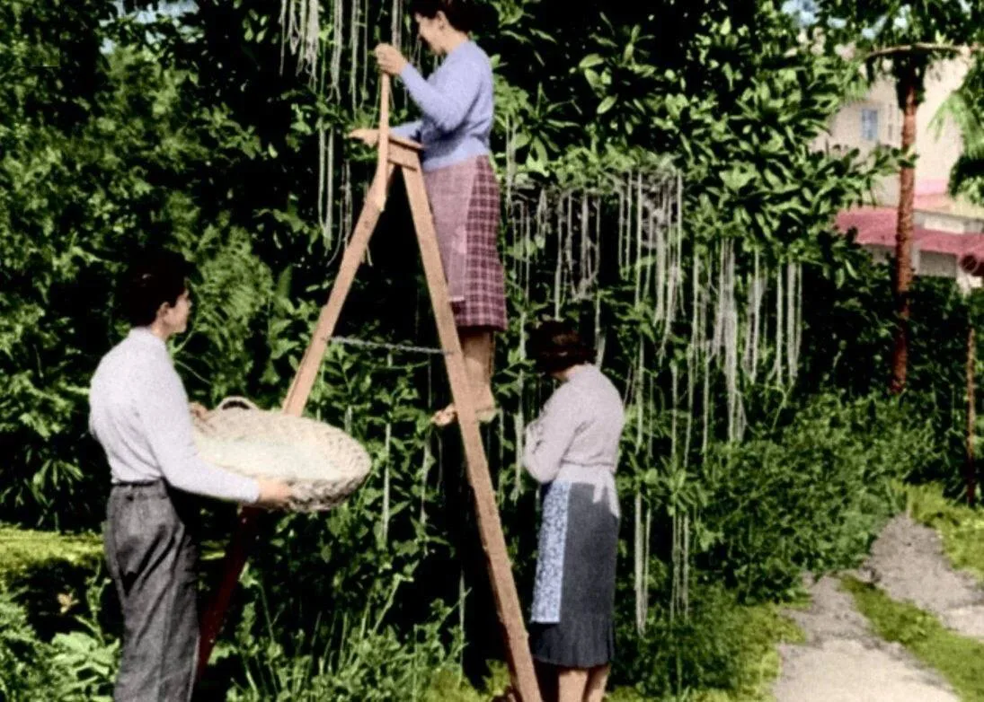 ​​В 1957 году компания BBC опубликовала репортаж о небывалом урожае …макарон в Италии. «Нет ничего в