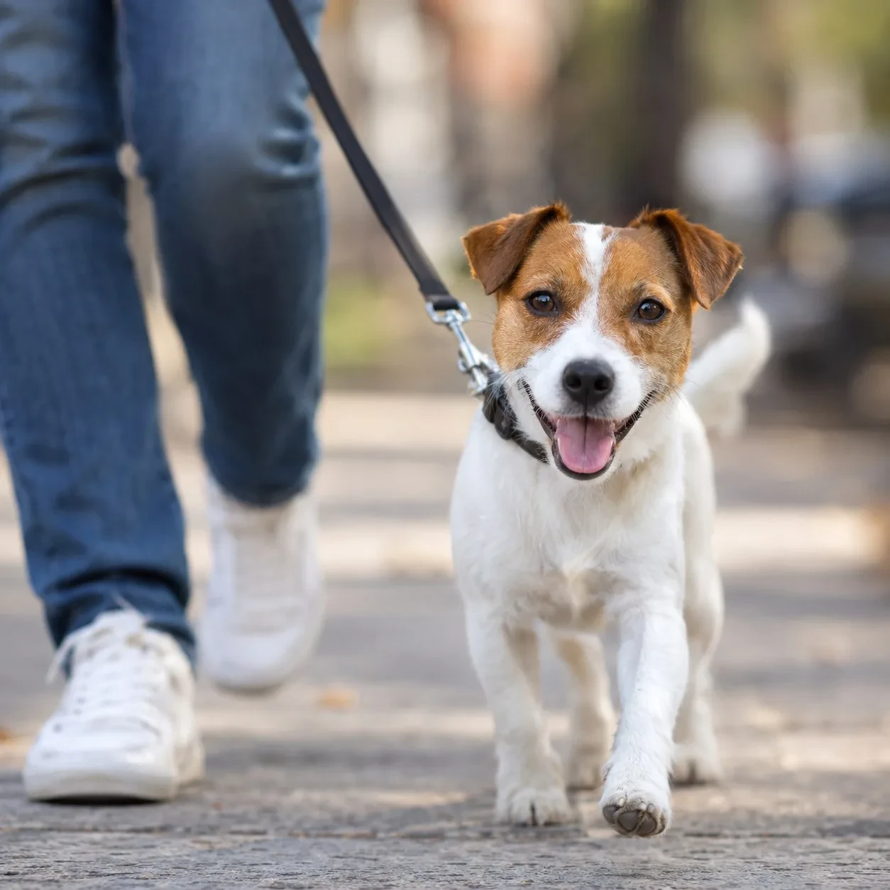 🐶 Про собак, кустики и новые привычки